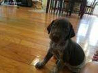German Shorthaired Pointer Puppy for sale in Dade City, FL, USA
