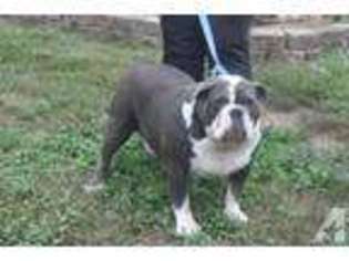 Olde English Bulldogge Puppy for sale in WINDSOR, PA, USA