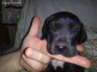 Great Dane Puppy for sale in Plover, WI, USA