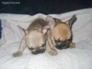 French Bulldog Puppy for sale in Lawndale, NC, USA