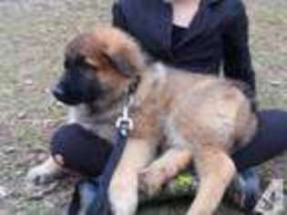 German Shepherd Dog Puppy for sale in Akron, IN, USA