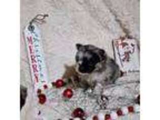 Pomeranian Puppy for sale in Pyatt, AR, USA