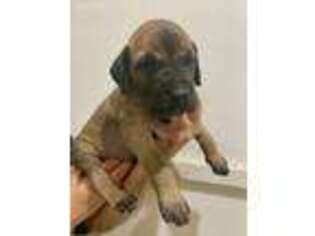 Great Dane Puppy for sale in Birdsboro, PA, USA