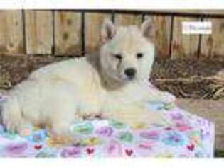 Shiba Inu Puppy for sale in Pueblo, CO, USA