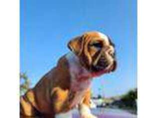 Bulldog Puppy for sale in Stanton, CA, USA