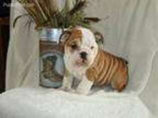 Bulldog Puppy for sale in Lebanon, PA, USA