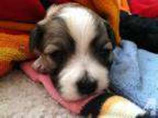 Havanese Puppy for sale in MONROE, WA, USA