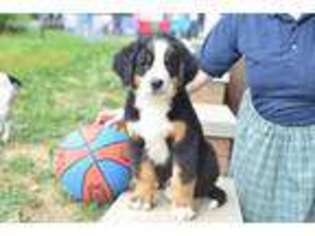 Bernese Mountain Dog Puppy for sale in Wilmot, OH, USA