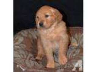 Golden Retriever Puppy for sale in DE FOREST, WI, USA