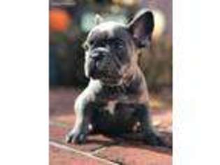 French Bulldog Puppy for sale in Reisterstown, MD, USA