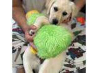 Labrador Retriever Puppy for sale in Barnstable, MA, USA