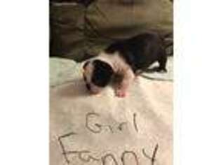Boston Terrier Puppy for sale in Lindstrom, MN, USA