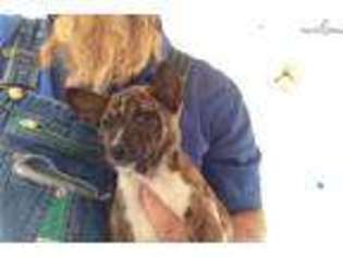 Basenji Puppy for sale in Hattiesburg, MS, USA