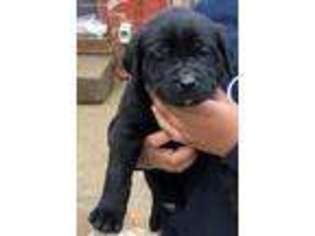 Cane Corso Puppy for sale in Collinsville, IL, USA