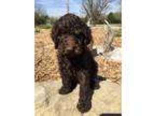 Mutt Puppy for sale in Cushing, OK, USA