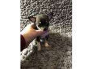 Chihuahua Puppy for sale in Harrisburg, PA, USA
