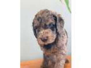 Labradoodle Puppy for sale in Carthage, NY, USA