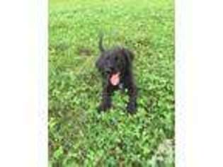 Labradoodle Puppy for sale in FOREST LAKE, MN, USA