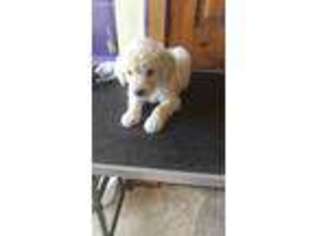 Goldendoodle Puppy for sale in Benton City, WA, USA