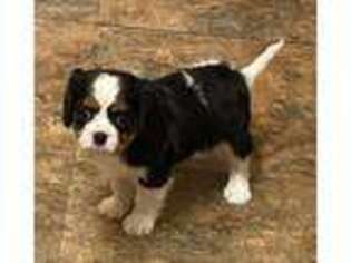 Cavalier King Charles Spaniel Puppy for sale in Burns Flat, OK, USA