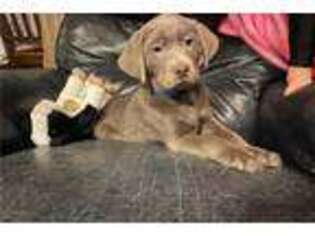 Labrador Retriever Puppy for sale in Columbia, MO, USA