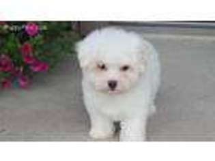 Maltese Puppy for sale in Minonk, IL, USA