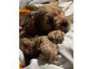Cavapoo Puppy for sale in Madison, IN, USA