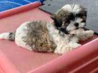 Mal-Shi Puppy for sale in Kingsport, TN, USA