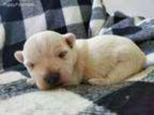 West Highland White Terrier Puppy for sale in Schaefferstown, PA, USA