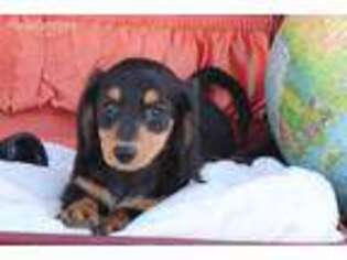 Dachshund Puppy for sale in Malone, NY, USA
