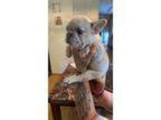 French Bulldog Puppy for sale in Verona, MO, USA