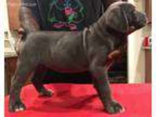 Cane Corso Puppy for sale in Melbourne, FL, USA