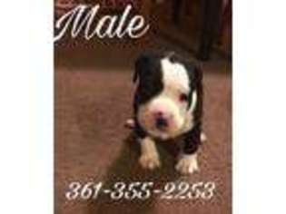 Mutt Puppy for sale in Kingsville, TX, USA