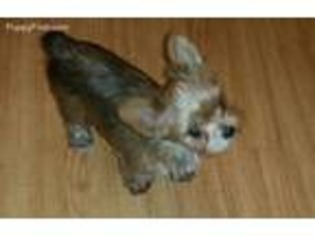 Yorkshire Terrier Puppy for sale in Bow, WA, USA