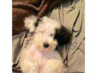 Schnoodle (Standard) Puppy for sale in Foley, AL, USA