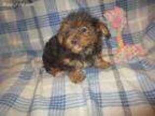 Yorkshire Terrier Puppy for sale in Monon, IN, USA