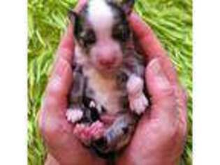 Miniature Australian Shepherd Puppy for sale in Reagan, TN, USA