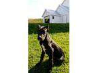 Great Dane Puppy for sale in Warsaw, OH, USA