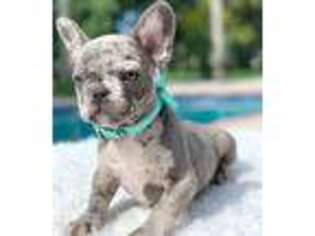 French Bulldog Puppy for sale in Pembroke Pines, FL, USA