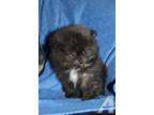 Pomeranian Puppy for sale in DOWNEY, CA, USA