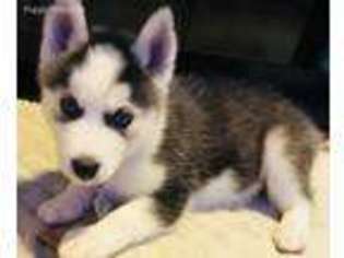 Siberian Husky Puppy for sale in Schertz, TX, USA
