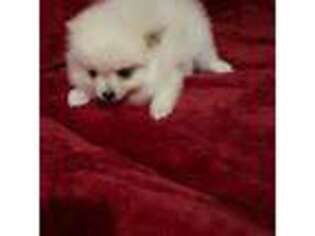 Pomeranian Puppy for sale in Lawrenceville, GA, USA