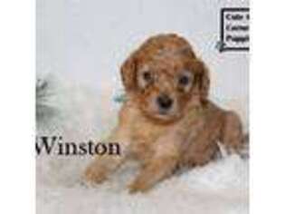 Mutt Puppy for sale in Taylorsville, NC, USA