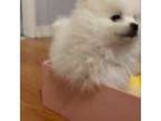 Pomeranian Puppy for sale in Palm Coast, FL, USA