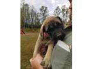 Mastiff Puppy for sale in Troutville, VA, USA