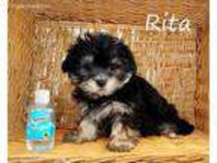 Mutt Puppy for sale in Umatilla, FL, USA