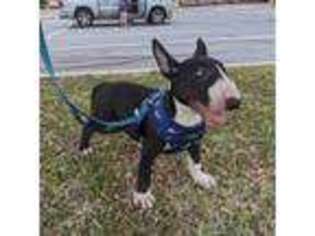 Bull Terrier Puppy for sale in South Padre Island, TX, USA
