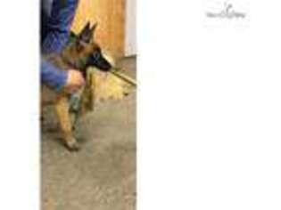 Belgian Malinois Puppy for sale in Grand Rapids, MI, USA