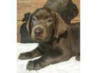 Labrador Retriever Puppy for sale in La Marque, TX, USA