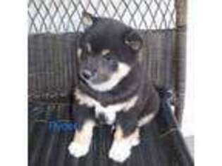 Shiba Inu Puppy for sale in Beaumont, CA, USA